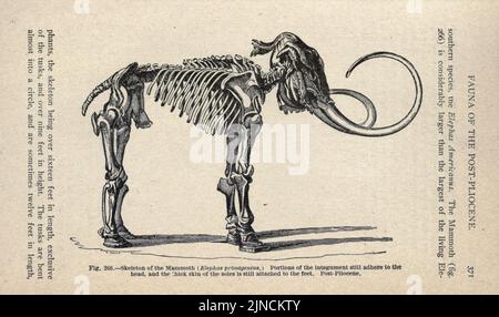 L'ancienne vie-histoire de la terre (page 371) Banque D'Images
