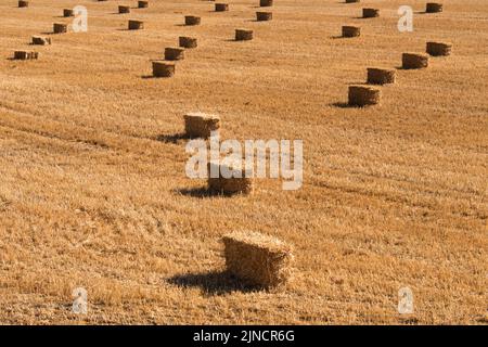 Hayfield après la coupe et la mise en balles. Banque D'Images