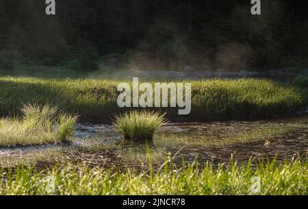 Le matin d'été, vue sur les marais brumeux. Vue panoramique sur le magnifique lever du soleil au-dessus de l'étang ou du lac tôt le matin avec brouillard nuageux sur l'eau. Personne, blu Banque D'Images