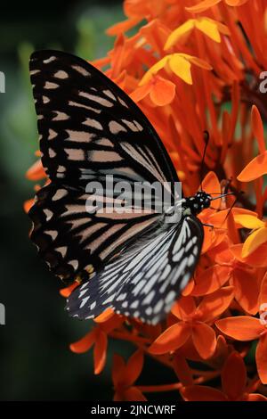 papillon mime commun (paprilio clytia) pollinisant la fleur dans le jardin, printemps de l'inde Banque D'Images