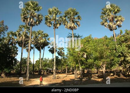 Un villageois est photographié devant des arbres climatiques secs, y compris le palmier à sucre (Borassus flabellifer), qui est précieux pour les habitants de l'île de Rote, à l'est de Nusa Tenggara, en Indonésie. Banque D'Images