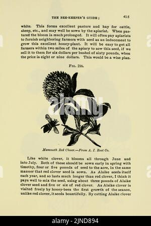 Le guide de l'apiculteur (page 415) Banque D'Images
