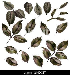 Aquarelle rose roses feuilles vertes. Design pour la Saint-Valentin, mariage, fête des mères, anniversaire, autocollants. Éléments isolés sur fond blanc. Banque D'Images