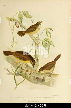 Les oiseaux d'Australie (16989844401) Banque D'Images