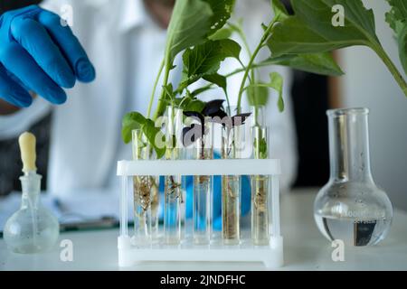 vue rognée du biochimiste dans des gants en latex touchant le tube à essai avec une petite plante, travaillant avec des tubes à essai et des échantillons de plantes tout en faisant des expériences dans b Banque D'Images