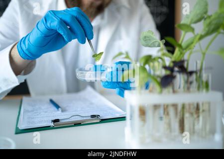 homme examinant une plante verte en laboratoire, gros plan. Plante génétiquement modifiée testée en laboratoire d'écologie de la boîte de Petri. Concept de la science. Banque D'Images