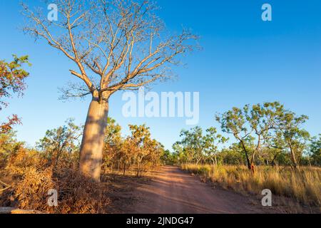 Boab et savane dans la lumière du soir au parc national Judbarra/Gregory, territoire du Nord, territoire du Nord, Australie Banque D'Images