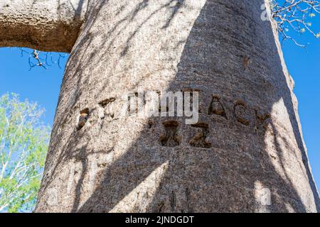 Boab portant le nom de Durack gravé dans la propriété historique de Bullita, parc national Judbarra/Gregory, territoire du Nord, territoire du Nord, Australie Banque D'Images