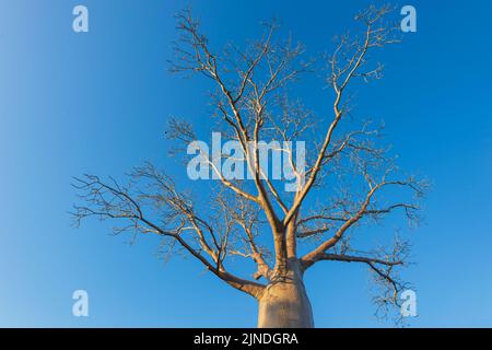 Boab sans feuilles (Adansonia gregorii) contre un ciel bleu, parc national Judbarra/Gregory, territoire du Nord, territoire du Nord, Australie Banque D'Images