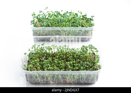 Graines germées de microverts. Isolé sur un fond blanc. Contenant en plastique Microgreen pour la santé. Isoler Banque D'Images