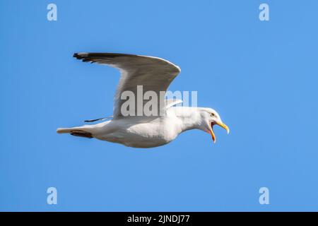 Mouette argentée adulte (Larus argentatus) en vol contre le ciel bleu au Royaume-Uni. Seagull volant. Banque D'Images