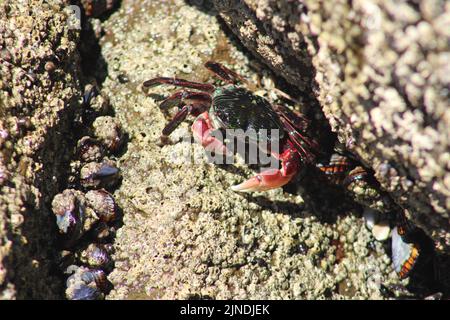 Gros plan d'un crabe marchant sur une roche rigide, tenant ses griffes. Le crabe est rouge vif et vert à côté de certains muscles (animaux marins) et d'autres crabes. Banque D'Images