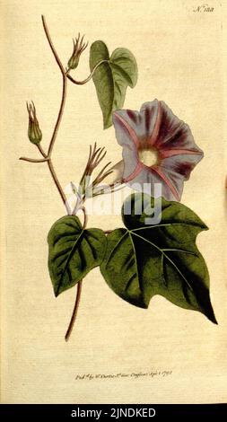 Le magazine botanique, or, jardin de fleurs exposé (planche 188) (8559502069) Banque D'Images