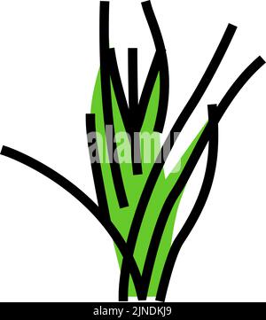 illustration vectorielle de l'icône de couleur vallisneria spiralis Illustration de Vecteur