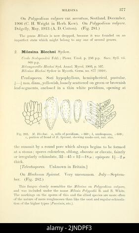 Les champignons roumains britanniques (Uredinales) (page 377) Banque D'Images