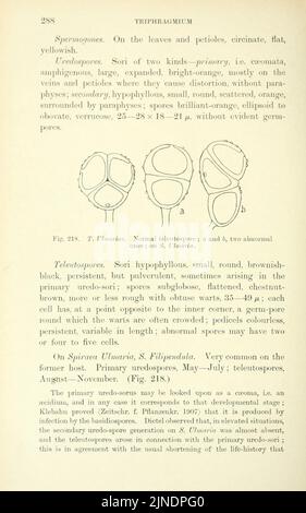 Les champignons roumains britanniques (Uredinales) (page 288) Banque D'Images