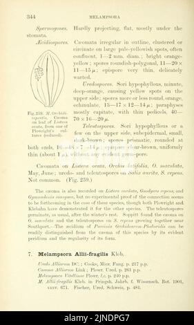 Les champignons roumains britanniques (Uredinales) (page 344) Banque D'Images