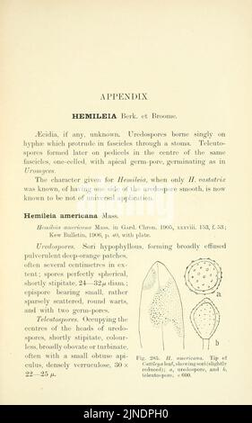 Les champignons roumains britanniques (Uredinales) (page 381) Banque D'Images