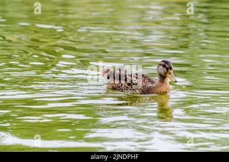 Canard sauvage dans leur environnement naturel. Un canard sauvage nage sur une eau trouble dans un affluent du Danube. Banque D'Images