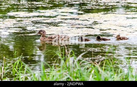 Un canard avec de jeunes canards nage sur l'eau dans le affluent du Danube. Banque D'Images