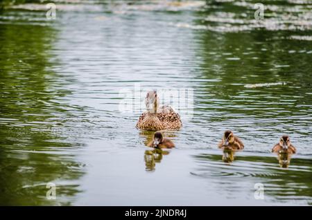 Un canard avec de jeunes canards nage sur l'eau dans le affluent du Danube. Banque D'Images