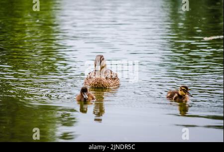 Un canard avec de jeunes canards nage sur l'eau dans le affluent du Danube. Banque D'Images