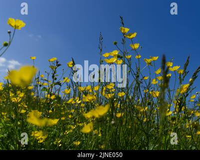 Vue sur les butterbuttercups contre un ciel bleu profond au soleil juin 2022 Banque D'Images