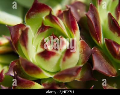 sempervivum tectorum houseleek juin 2022 Banque D'Images