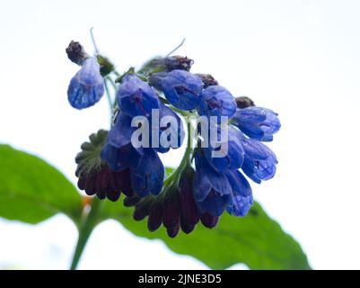 Une fleur de comfrey contre le ciel Banque D'Images