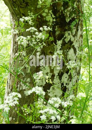 Patrons de persil de vache contre le tronc d'arbre couvert de lichen dans le verger mai 2022 Banque D'Images