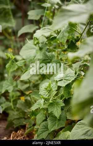 concombres verts légumes suspendus sur une branche Banque D'Images