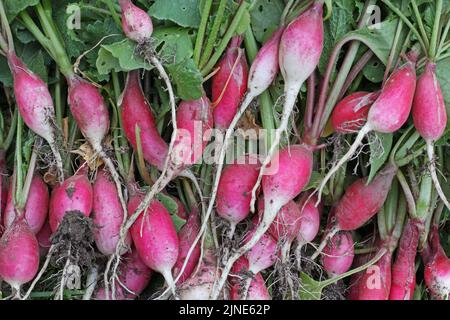 Radis (Raphanus sativus var Radicula pers.) - plante de jardin de racine, nourriture Banque D'Images