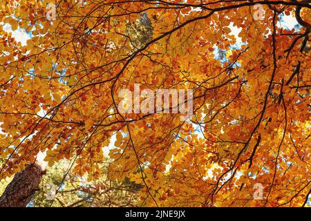 Recherche de feuilles d'automne de couleur orange jaune sur un hêtre Banque D'Images