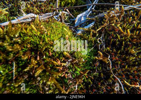 Mousse verte fine qui pousse sur les rochers près de la rivière, gros plan macro-détail Banque D'Images