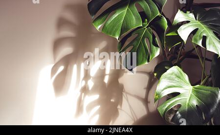 De belles feuilles de Monstera deliciosa ou de fromage suisse près de la lumière du soleil et de leur ombre sur le mur Banque D'Images