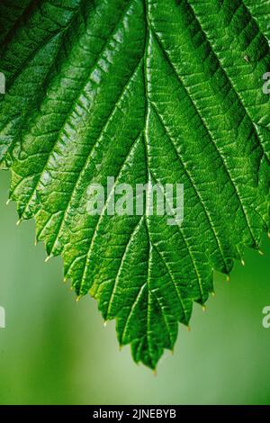 Un cliché macro d'une feuille verte Banque D'Images