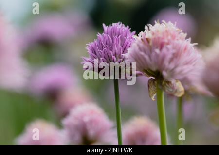 Un gros plan de Chives, nom scientifique Allium schoenoprasum. Banque D'Images