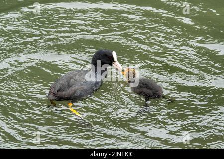 coot nourrissant sa poussin sur la rivière Banque D'Images