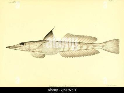 Les poissons d'eau profonde (des îles hawaïennes) (planche 84) (6130281766) Banque D'Images