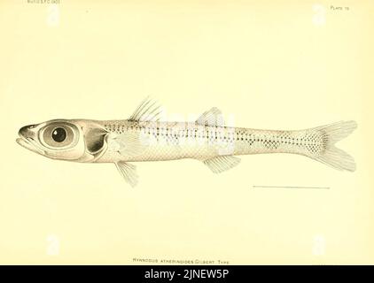 Les poissons d'eau profonde (des îles hawaïennes) (planche 79) (6130280570) Banque D'Images