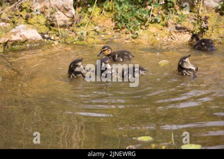 Canetons Mallard Anas platyrhynchos nageant sur l'étang Cotswolds Royaume-Uni Banque D'Images
