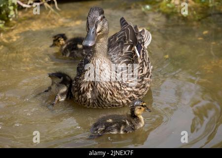 Pallard femelle avec trois canetons Anas platyrhynchos nageant sur l'étang Cotswolds Royaume-Uni Banque D'Images