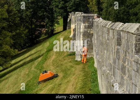 Pelouse tondue par un robot de tonte orange commandé à distance (KommTek RoboFlail) et un travailleur à haute visibilité - murs historiques de la ville de York, Yorkshire, Angleterre, Royaume-Uni. Banque D'Images