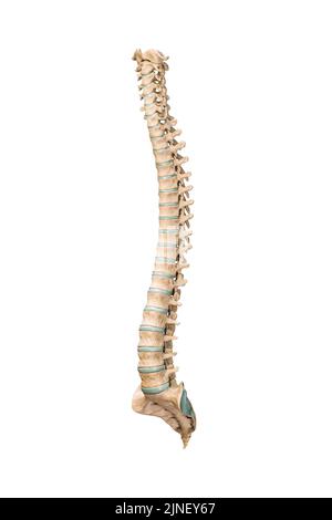 Vue antérieure ou frontale précise de trois quarts des os ou vertèbres du rachis humain isolés sur fond blanc 3D illustration de rendu. Anatomique vide Banque D'Images