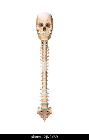 Vue antérieure ou avant précise des os du rachis humain avec crâne isolé sur fond blanc 3D illustration de rendu. Graphique anatomique vierge. Anatom Banque D'Images