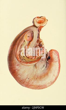 Les maladies des organes génitaux des animaux domestiques Banque D'Images