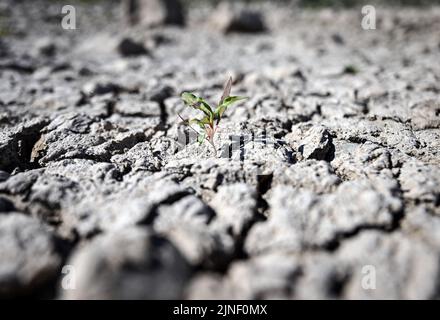 Düsseldorf, Allemagne. 11th août 2022. Une plante pousse sur les groynes sèches-déchue sur les rives du Rhin. On s'attend à ce que le Rhin coule de moins en moins d'eau dans les jours à venir. La Federal Waterways and Shipping Administration (WSV) s'attend à ce que les niveaux d'eau continuent de baisser jusqu'au week-end. Credit: Federico Gambarini/dpa/Alay Live News Banque D'Images