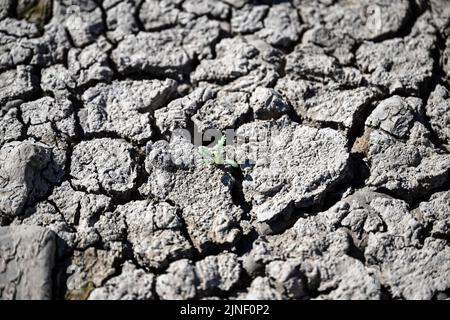 Düsseldorf, Allemagne. 11th août 2022. Une plante pousse sur les groynes sèches-déchue sur les rives du Rhin. On s'attend à ce que le Rhin coule de moins en moins d'eau dans les jours à venir. La Federal Waterways and Shipping Administration (WSV) s'attend à ce que les niveaux d'eau continuent de baisser jusqu'au week-end. Credit: Federico Gambarini/dpa/Alay Live News Banque D'Images