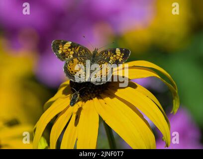 Le papillon du croissant de perles (Phyciodes tharos) se nourrissant de la fleur de Susan à yeux noirs (Rudbeckia hirta) Banque D'Images