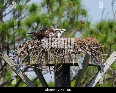 Les deux ospreys perchés sur le nid à Santa Rosa Beach, Floride Banque D'Images